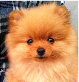 博美犬拉血了怎么回事？如何判断病因并采取措施？
