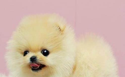 博美犬不吃狗粮是什么原因？如何解决？