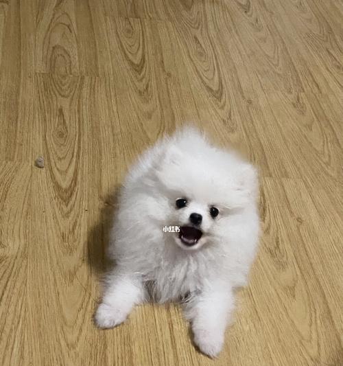 博美犬不吃狗粮是什么原因？如何解决？