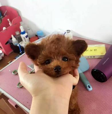 茶杯成年贵宾犬的标准体重是多少？如何判断体重是否正常？