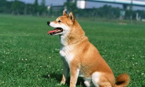 柴犬3个月大应该每天吃几顿狗粮？喂食频率是多少？
