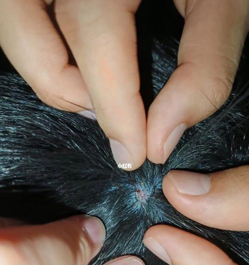 柴犬皮肤病的原因是什么？如何预防和治疗？