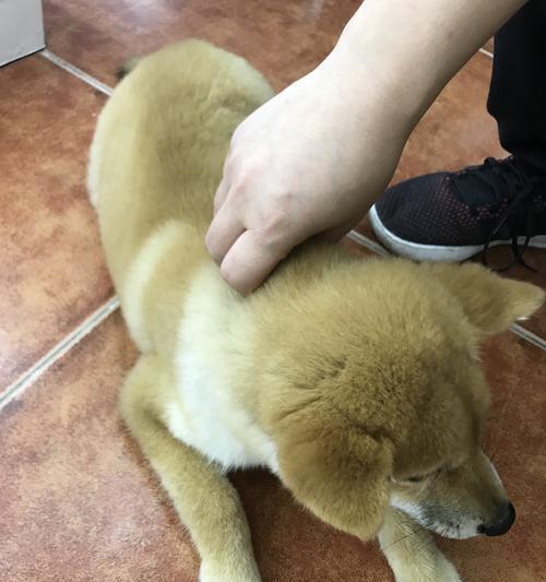 柴犬皮肤病的原因是什么？如何预防和治疗？