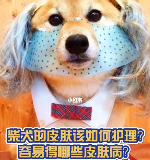 柴犬皮肤病的原因是什么？如何预防和治疗？
