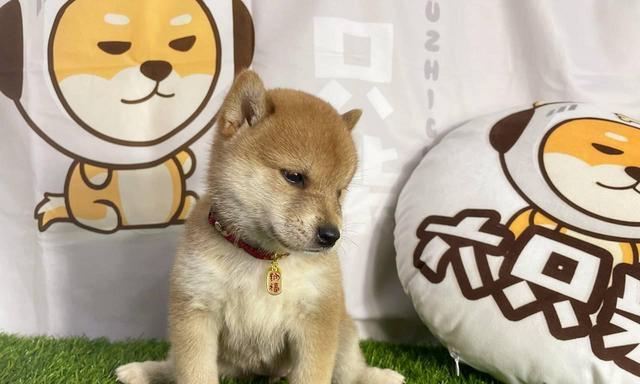 柴犬幼犬需要哪些营养品？如何选择合适的营养品？
