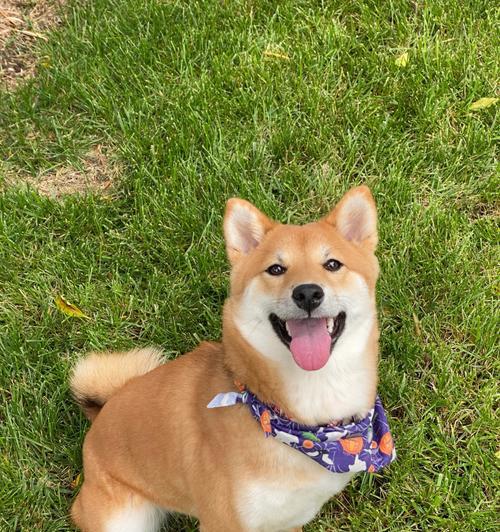 柴犬幼犬需要哪些营养品？如何选择合适的营养品？