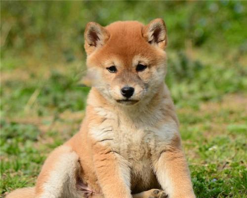 柴犬幼犬需要哪些营养品？如何选择合适的营养品？