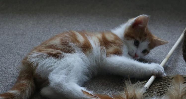 长满牙的小猫吃什么药？如何正确选择宠物牙膏？