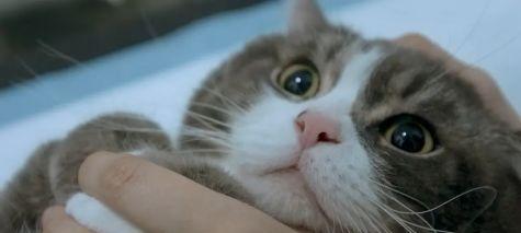 长满牙的小猫吃什么药？如何正确选择宠物牙膏？