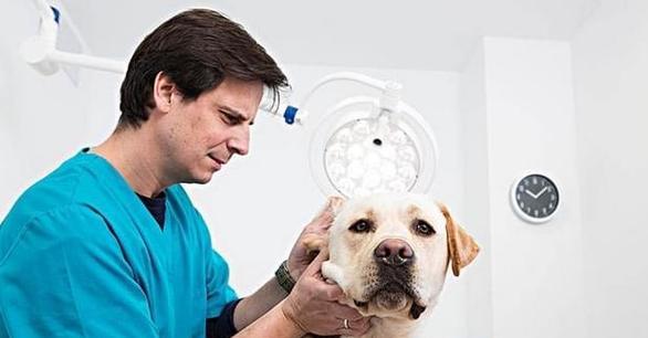 成年犬拉血可以吃什么？如何正确处理犬只拉血问题？