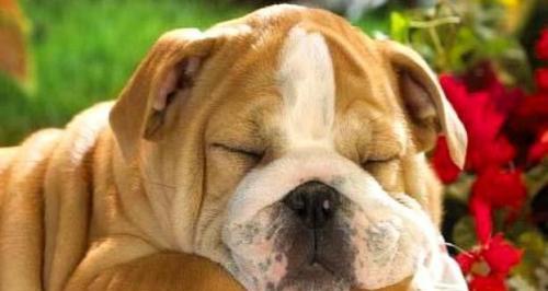成犬频繁更换狗粮的利弊是什么？