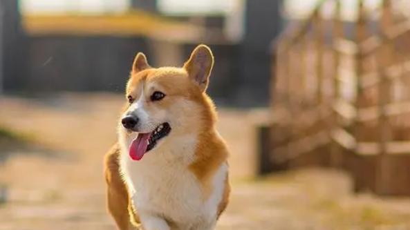 成犬频繁更换狗粮的利弊是什么？