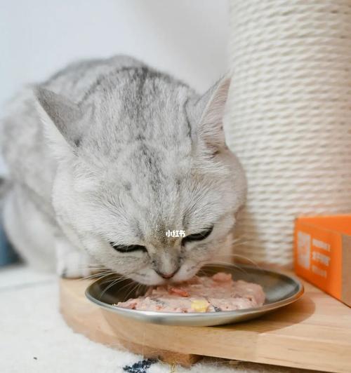 吃猫粮的猫咪能吃饭吗？转换饮食需要注意什么？