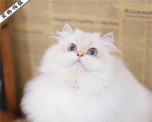 猫咪眼睛不亮怎么办？哪些食物能改善？