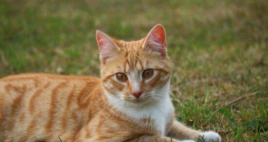 猫咪眼睛不亮怎么办？哪些食物能改善？
