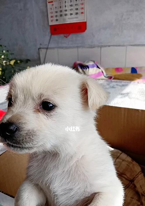 宠物串串狗一只多少钱？购买前需要考虑哪些因素？