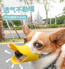 宠物狗太会咬人怎么办？有效训练方法有哪些？