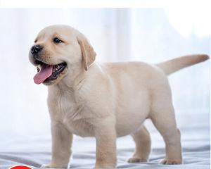 纯种犬过户流程是怎样的？需要哪些文件和手续？