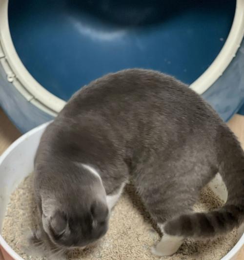 醋能去除猫尿味的原因是什么？有效去除猫尿味的方法有哪些？
