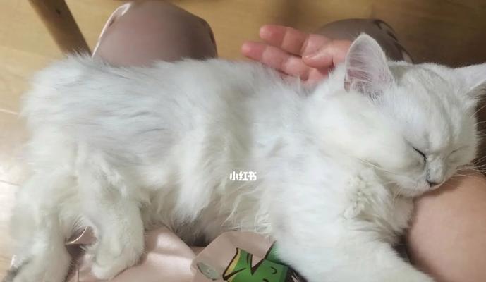 猫咪被打后一直睡觉是正常的吗？需要带它去看兽医吗？