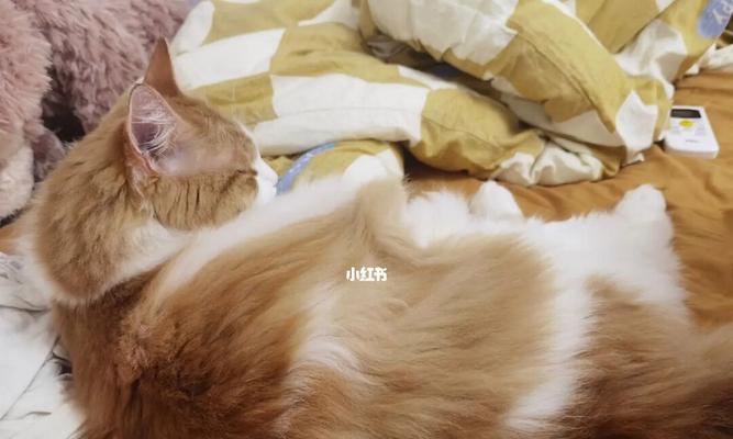 猫咪被打后一直睡觉是正常的吗？需要带它去看兽医吗？