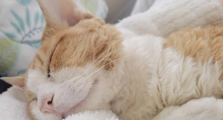 猫咪被打后一直睡觉是正常的吗？需要带它去看兽医吗？