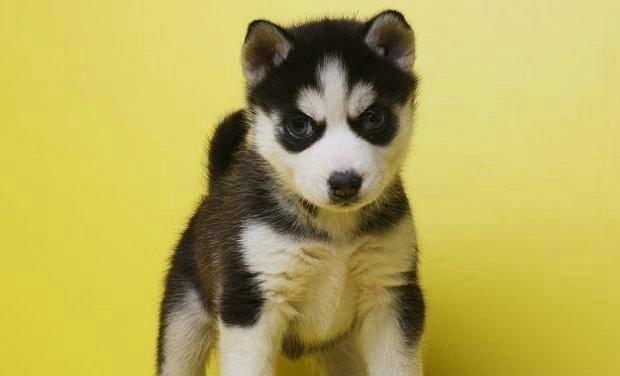 打犬疫苗时为什么要同时进行驱虫？