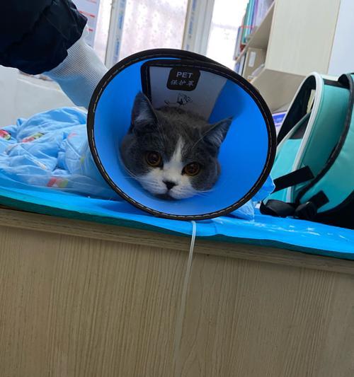 打犬疫苗时为什么要同时进行驱虫？