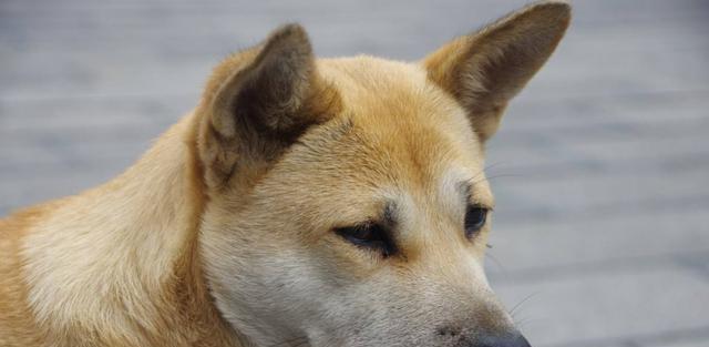 大狗得了脑炎怎么治疗？有效治疗方法有哪些？
