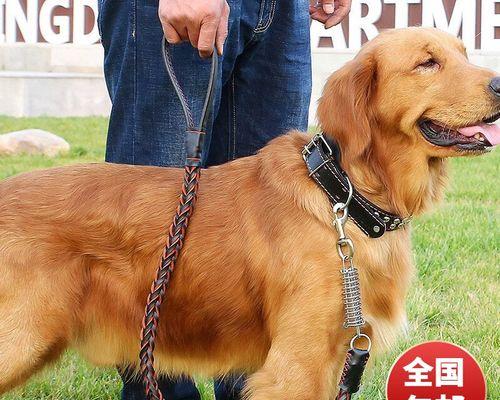 大狗牵引绳怎么带图解？正确使用方法和注意事项是什么？