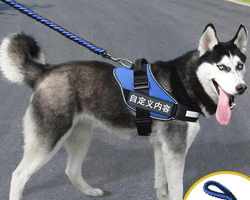 大狗牵引绳怎么带图解？正确使用方法和注意事项是什么？