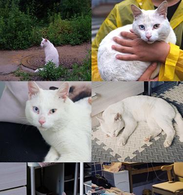大连领养猫咪的地点有哪些？领养流程和注意事项是什么？