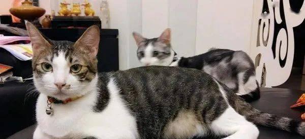 大猫生小猫后多久会闹猫？如何安抚新生小猫？