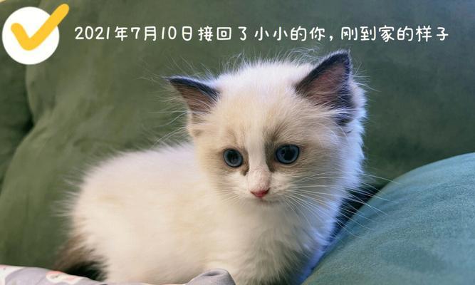 大猫生小猫后多久会闹猫？如何安抚新生小猫？