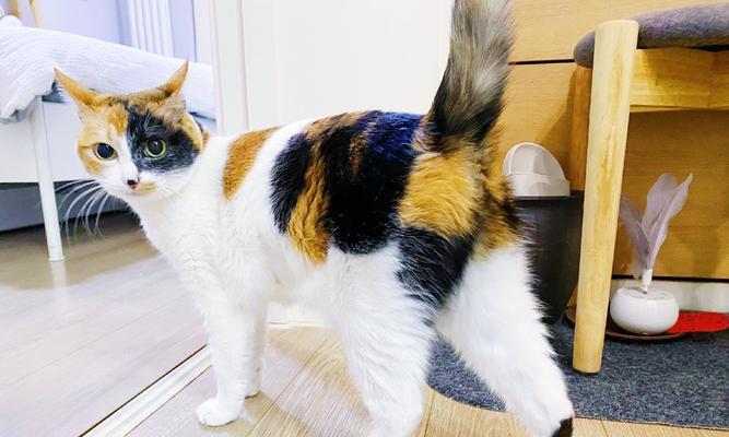 大猫生小猫后多久会闹猫？如何安抚新生小猫？