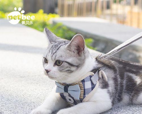 大猫去世后小猫如何照顾？需要特别注意哪些事项？