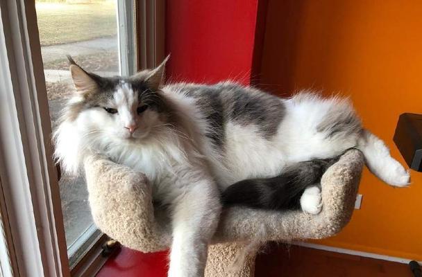 大猫小猫可以一起养吗？如何确保它们和谐相处？