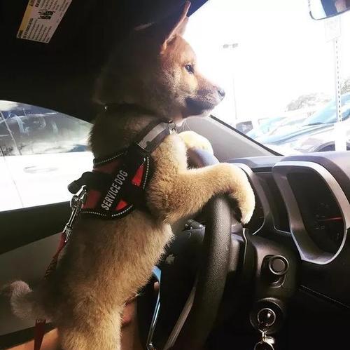 大犬自己开车怎么带呀？安全出行的正确方法是什么？