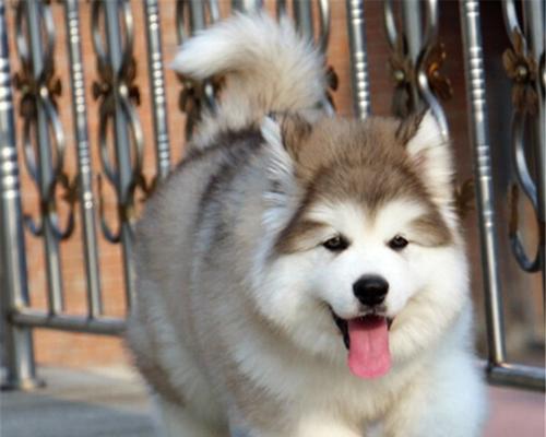 大型哈士犬多少钱一只？购买时需要注意哪些事项？