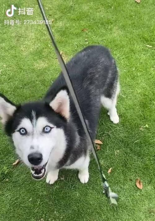 大型哈士犬多少钱一只？购买时需要注意哪些事项？