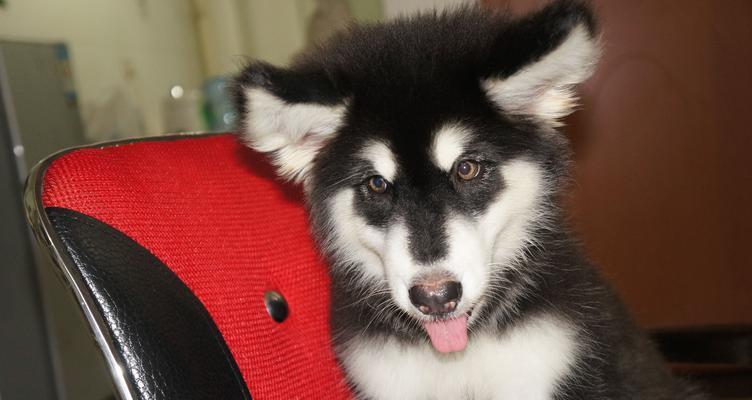 大型哈士犬多少钱一只？购买时需要注意哪些事项？