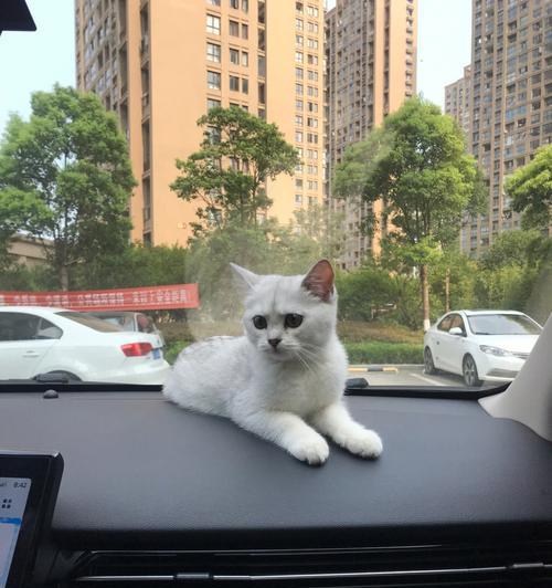带猫外出旅行应该带什么？图解猫咪旅行必备清单！