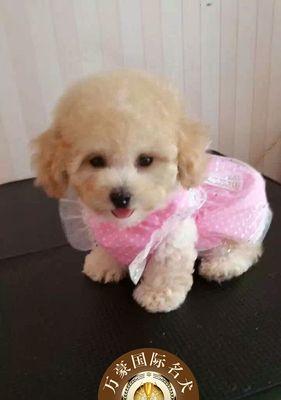 德的犬舍小狗价格是多少？购买时需要注意什么？