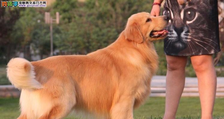 德的犬舍小狗价格是多少？购买时需要注意什么？