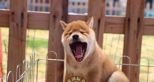 德的犬舍小狗价格是多少？购买时需要注意什么？