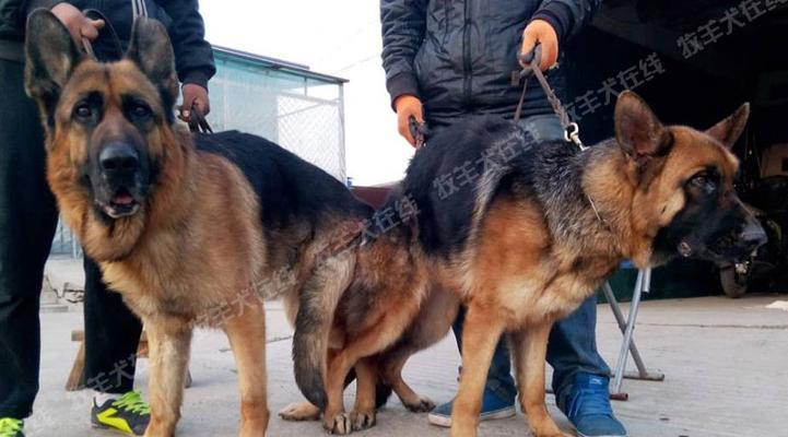德牧配种指南：哪些犬种最相配？配种常见问题解答？