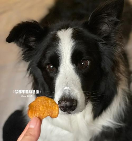 地瓜对狗狗有什么好处？能作为健康零食吗？