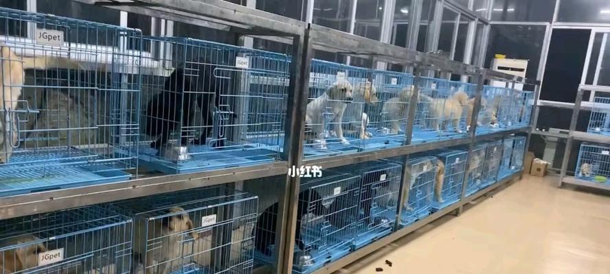 第一次办狗舍养什么好？选择犬种有哪些注意事项？