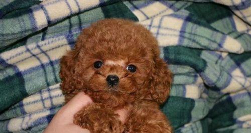 第一次办狗舍养什么好？选择犬种有哪些注意事项？