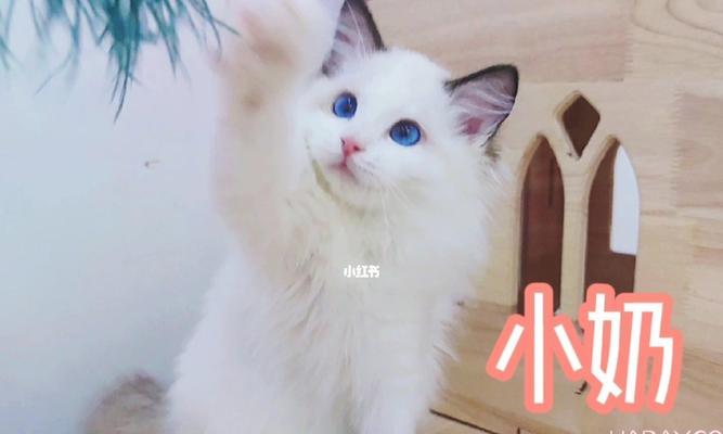 第一次养猫选择哪个品种最合适？养猫新手需要注意什么问题？